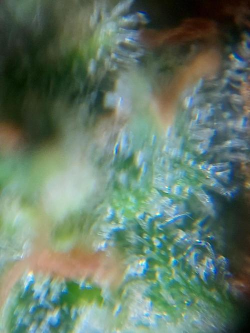 Divine Seeds Auto Black Opium. Week 12