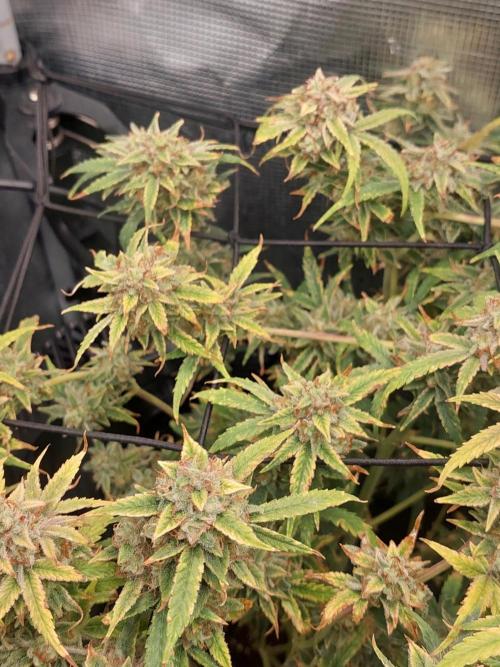 Divine Seeds Auto Divine Rapier. Week 12