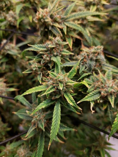 Divine Seeds Auto Black Opium. Week 12