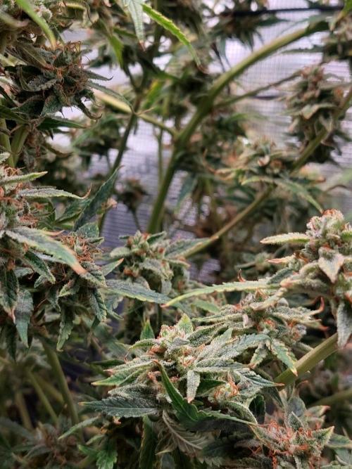 Divine Seeds Auto Divine Rapier. Week 12