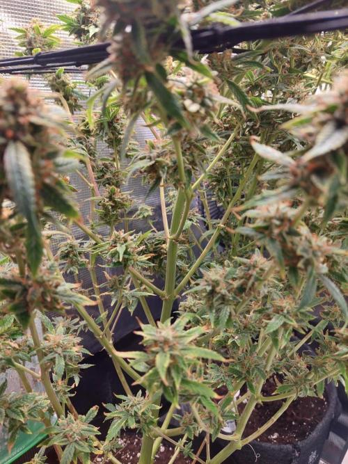 Divine Seeds Auto Black Opium. Week 12