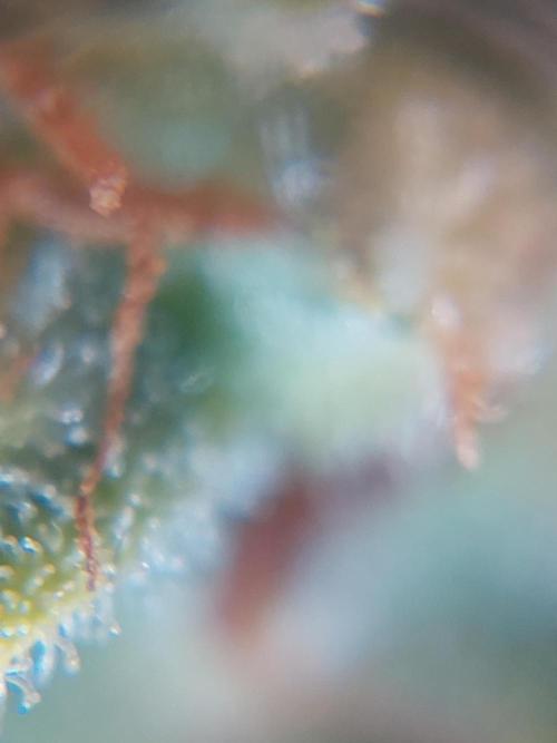 Divine Seeds Auto Divine Rapier. Week 12