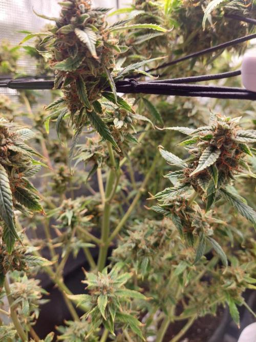 Divine Seeds Auto Black Opium. Week 12