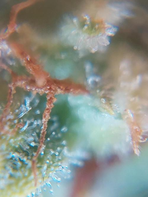 Divine Seeds Auto Divine Rapier. Week 12