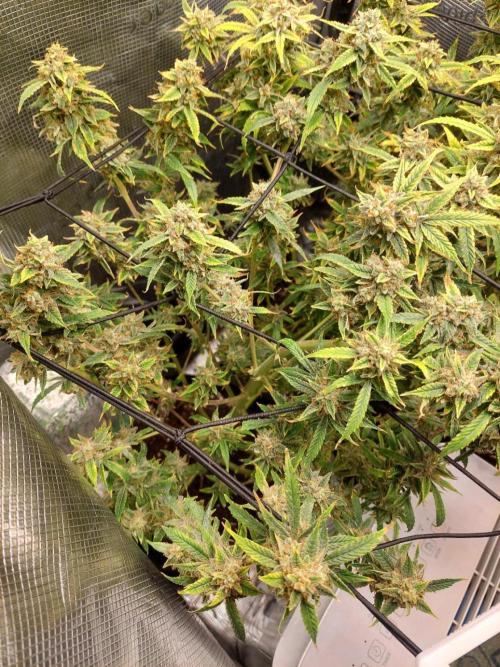 Divine Seeds Auto Black Opium. Week 12