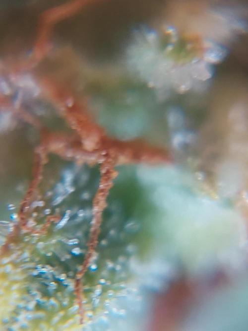 Divine Seeds Auto Divine Rapier. Week 12