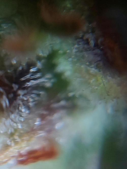 Divine Seeds Auto Divine Rapier. Week 12