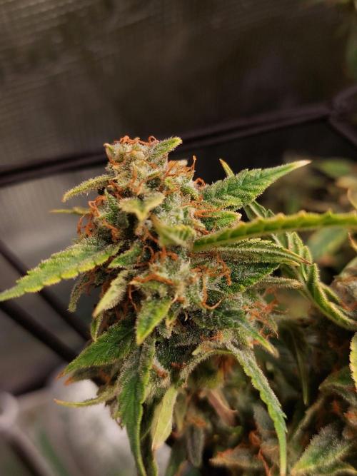 Divine Seeds Auto Black Opium. Week 12