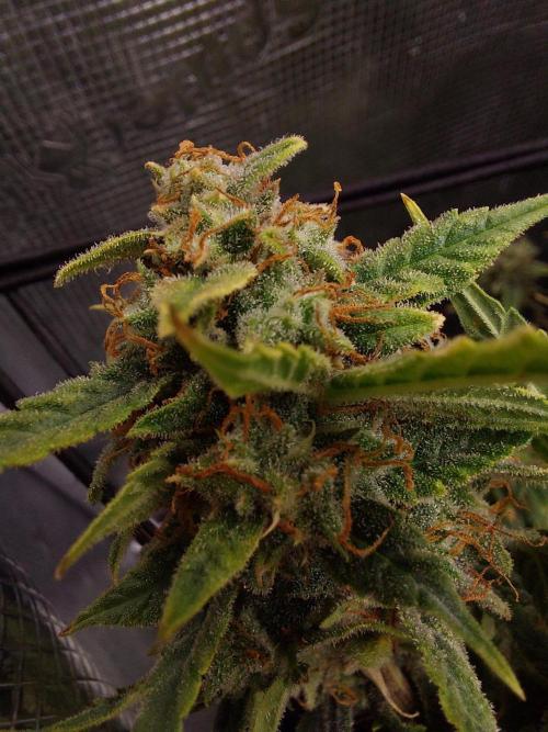 Divine Seeds Auto Black Opium. Week 12