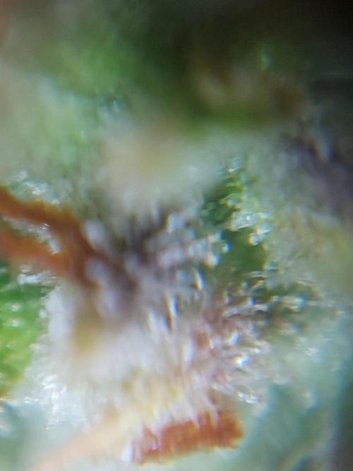 Divine Seeds Auto Divine Rapier. Week 12