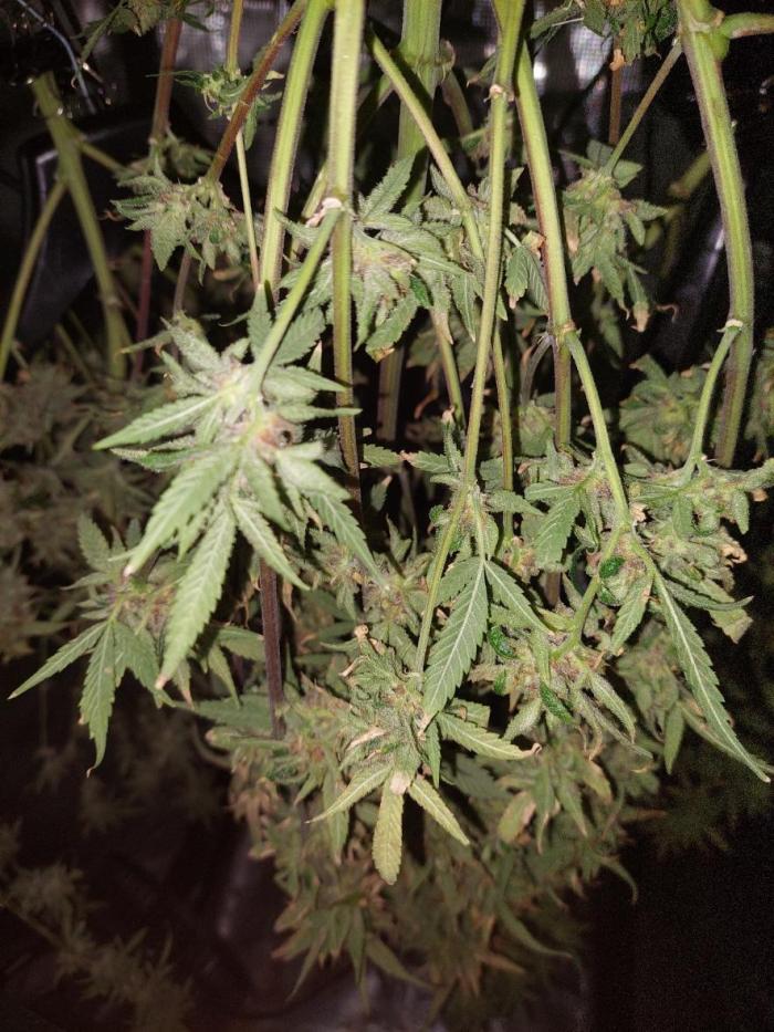 Divine Seeds Auto Moon Rock. Week 13 - More pictues coming once dried!