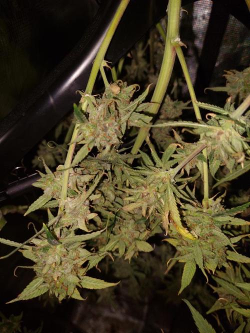 Divine Seeds Auto Black Opium. Week 13