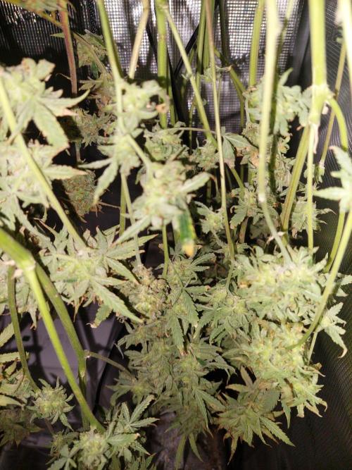 Divine Seeds Auto Divine Rapier. Week 13 - More pictues coming once dried!