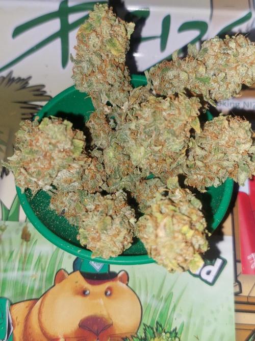 Divine Seeds Auto Black Opium. Week 13