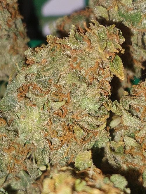 Divine Seeds Auto Black Opium. Week 13