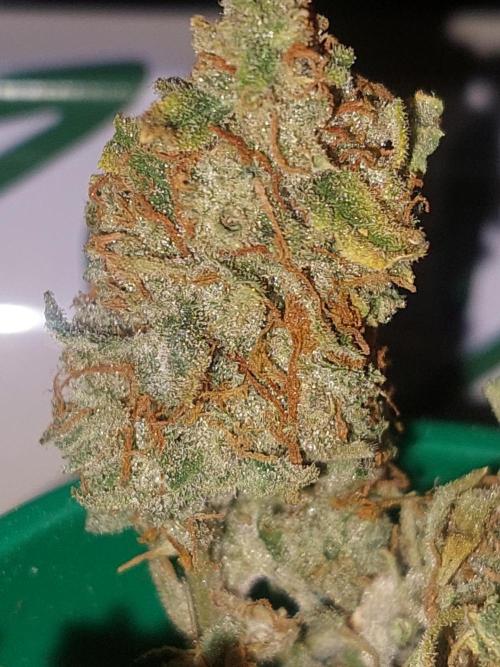 Divine Seeds Auto Black Opium. Week 13