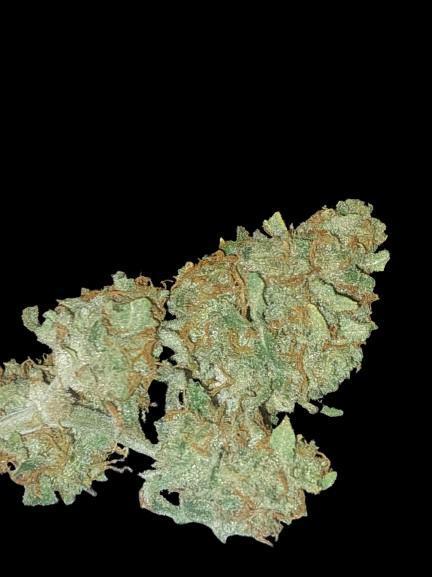 Divine Seeds Auto Black Opium. Week 13