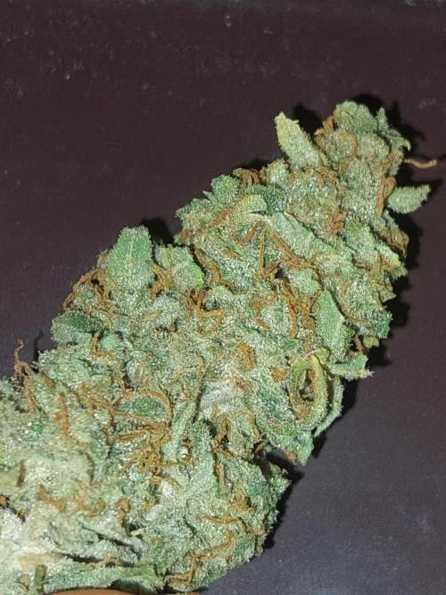 Divine Seeds Auto Black Opium. Week 13