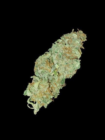 Divine Seeds Auto Black Opium. Week 13