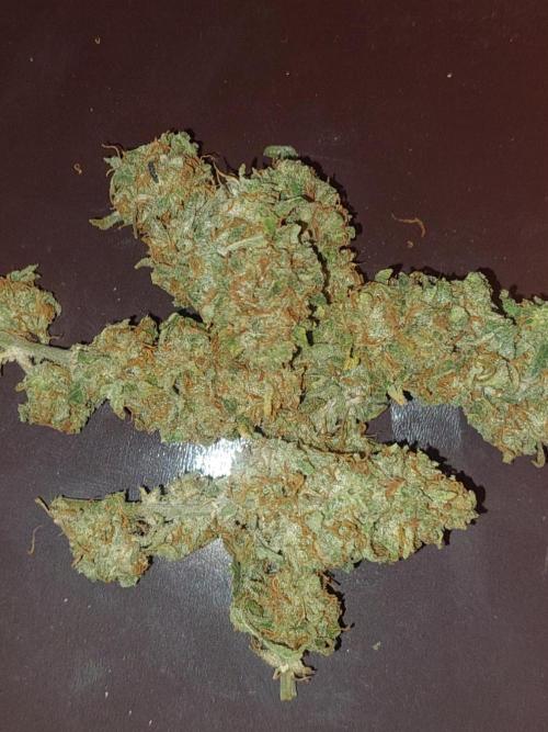 Divine Seeds Auto Black Opium. Week 13