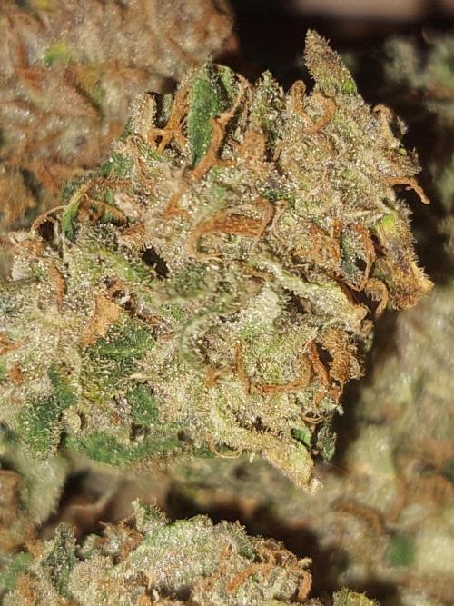 Divine Seeds Auto Moon Rock. Week 13