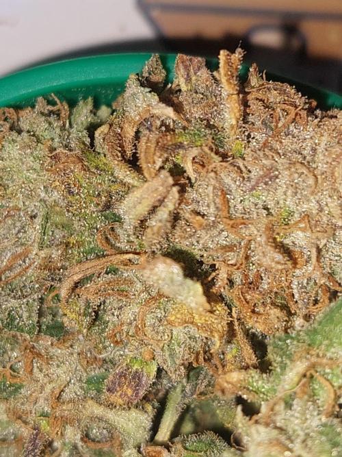 Divine Seeds Auto Moon Rock. Week 13