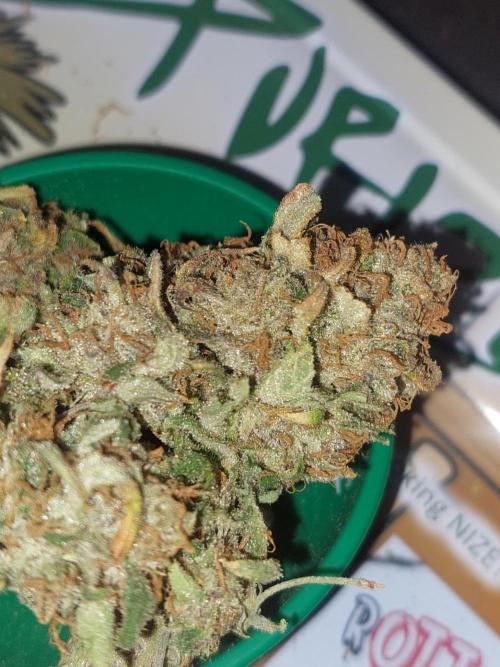 Divine Seeds Auto Moon Rock. Week 13