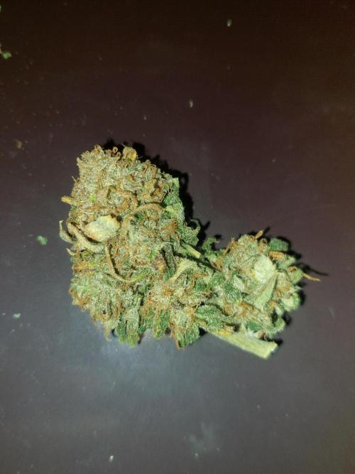 Divine Seeds Auto Moon Rock. Week 13