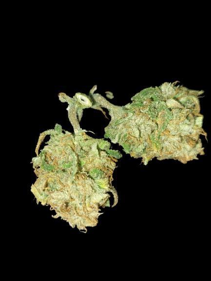 Divine Seeds Auto Moon Rock. Week 13