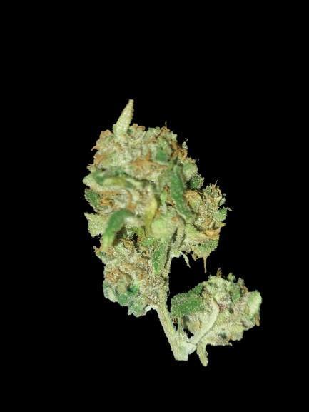 Divine Seeds Auto Moon Rock. Week 13