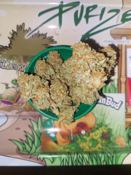 Divine Seeds Auto Divine Rapier. Week 13