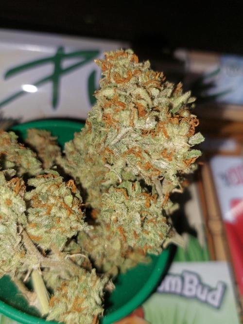 Divine Seeds Auto Divine Rapier. Week 13