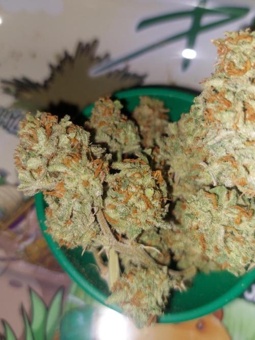 Divine Seeds Auto Divine Rapier. Week 13