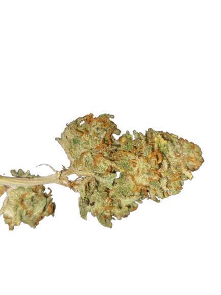 Divine Seeds Auto Divine Rapier. Week 13