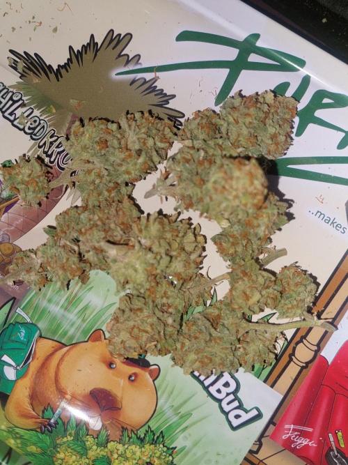 Divine Seeds Auto Divine Rapier. Week 13