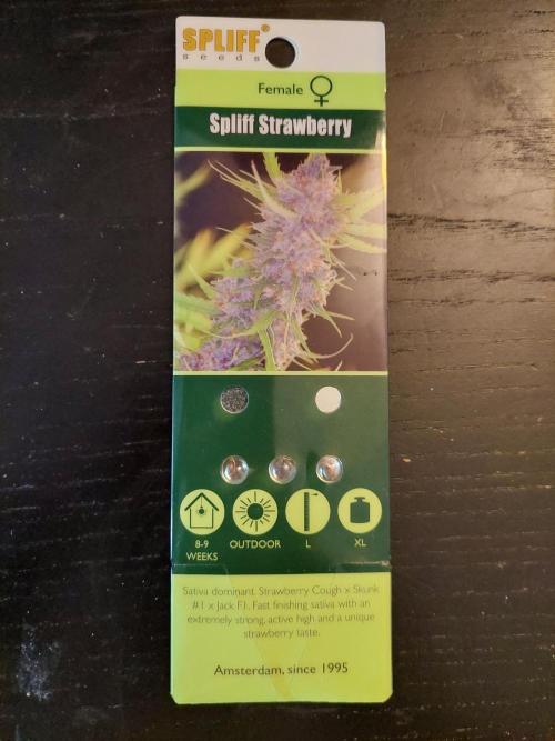 Spliff's Strawberry. Week 0