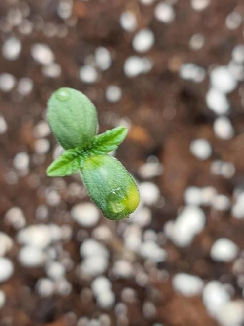 Original Sensible's Zingatsu. Week 0