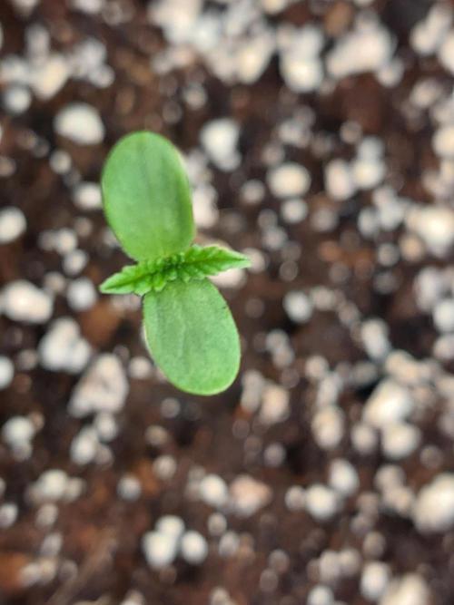 Spliff's Strawberry. Week 0