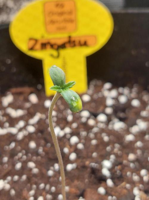 Original Sensible's Zingatsu. Week 0