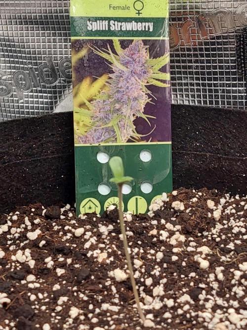 Spliff's Strawberry. Week 0