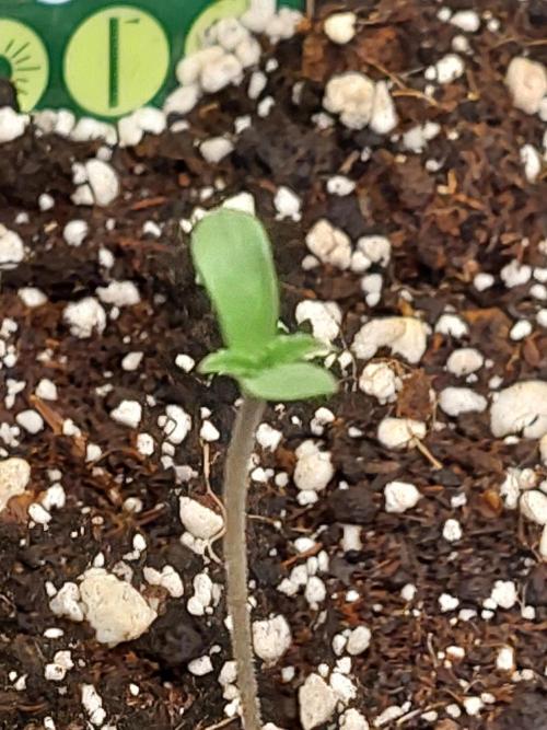 Spliff's Strawberry. Week 0