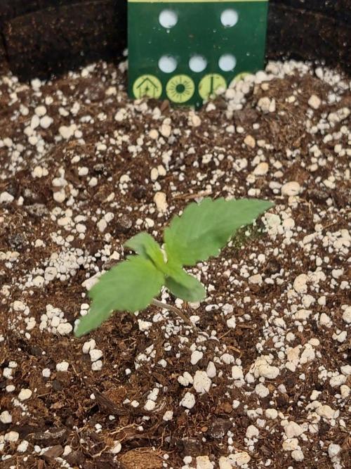 Spliff's Strawberry. Week 1