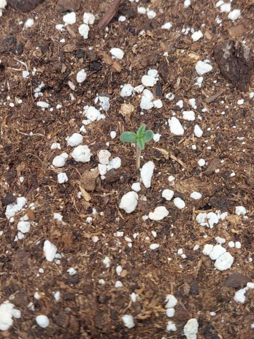 Exotic Seed's Malasaña Gelato. Week 0