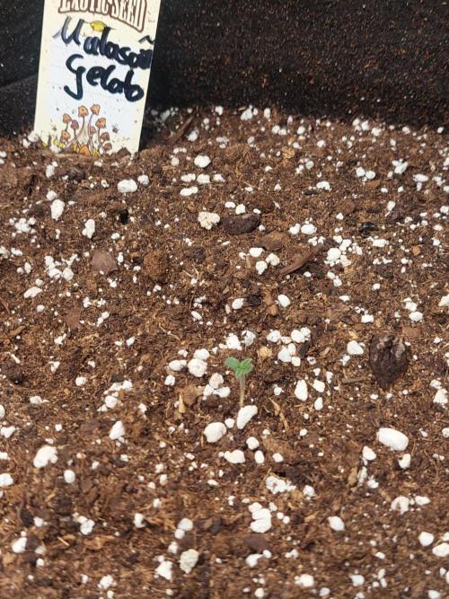 Exotic Seed's Malasaña Gelato. Week 0