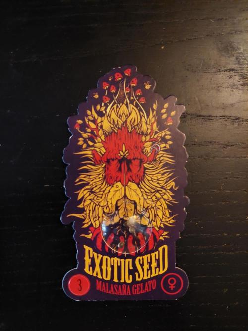 Exotic Seed's Malasaña Gelato. Week 0