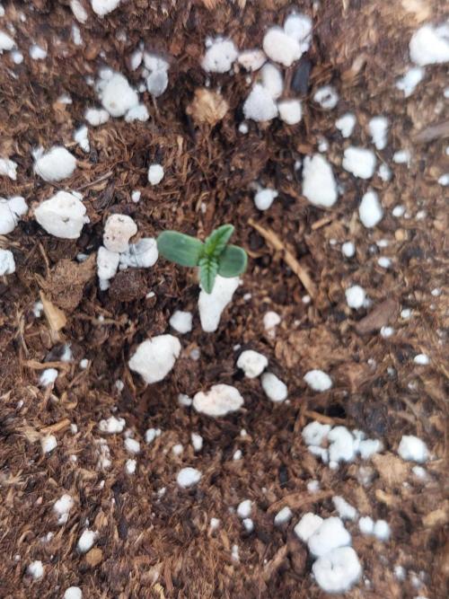 Exotic Seed's Malasaña Gelato. Week 0