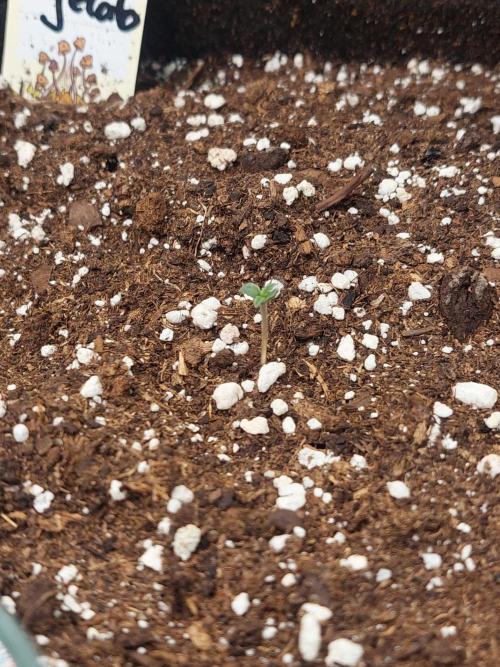 Exotic Seed's Malasaña Gelato. Week 0