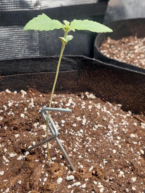 Original Sensible's Zingatsu. Week 1