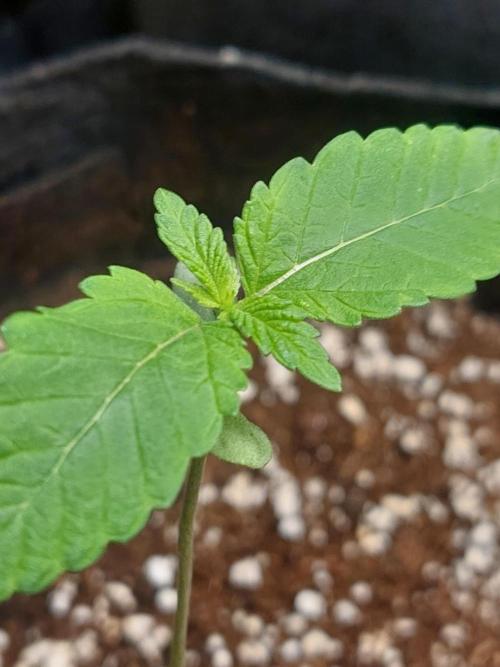 Original Sensible's Zingatsu. Week 1