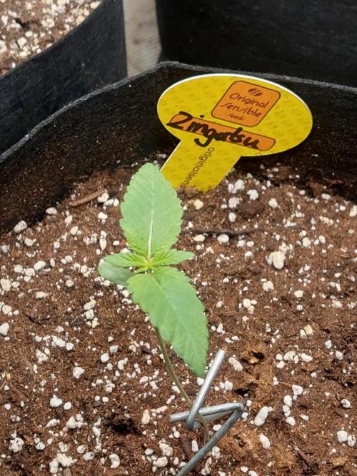 Original Sensible's Zingatsu. Week 1